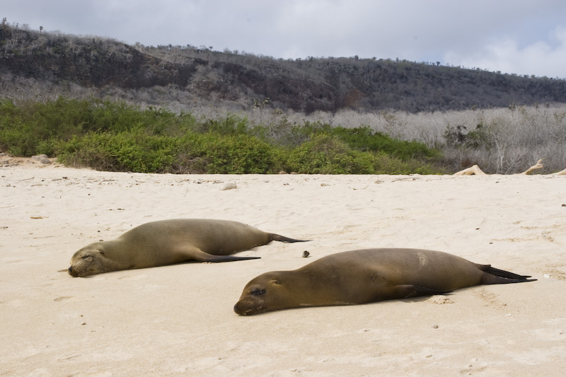 Galápagos Sealions On Beach